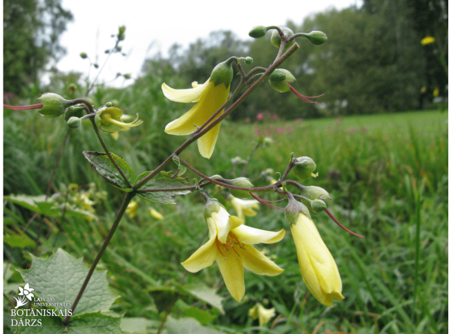 Kirengeshoma palmata